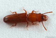 Prostomis americanus