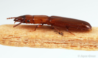 Prostomis americanus