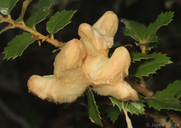 Heteroecus dasydactyli