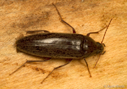 Synchroa punctata