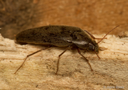 Synchroa punctata