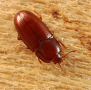 Philothermus glabriculus