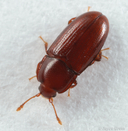 Philothermus glabriculus