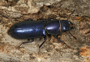 Temnoscheila sp.