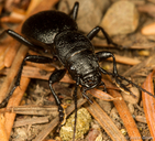 Omus californicus