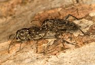 Xylotrechus nauticus