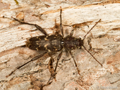 Xylotrechus nauticus