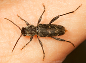 Xylotrechus nauticus