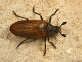 Sandalus californicus