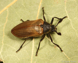 Sandalus californicus