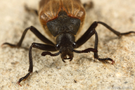 Sandalus californicus