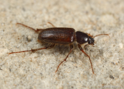 Diphyllostoma linsleyi