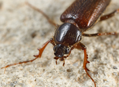 Diphyllostoma linsleyi