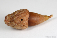 Callirhytis eldoradensis