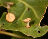 Amphibolips quercuspomiformis
