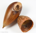 Callirhytis eldoradensis