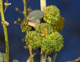 Asphondylia ceanothi