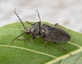 Stenocolus scutellaris