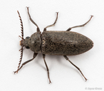 Stenocolus scutellaris