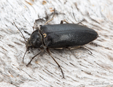 Stenocolus scutellaris