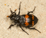 Nicrophorus guttulus