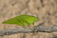 Microcentrum rhombifolium