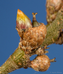 Callirhytis carmelensis