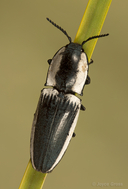 Chalcolepidius webbi