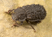 Bolitophagus corticola