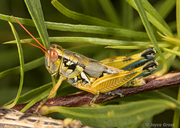 Melanoplus aridus