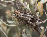 Aeoloplides fuscipes