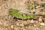 Chimarocephala pacifica