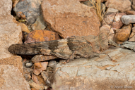 Trimerotropis pallidipennis