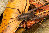 Tropidischia xanthostoma