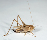 Tessellana tessellata