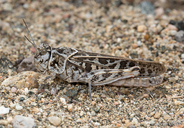 Xanthippus corallipes