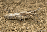 Dracotettix monstrosus