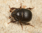Odonteus obesus