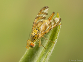 Chaetorellia succinea