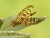 Chaetorellia succinea