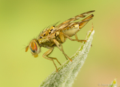 Chaetorellia succinea