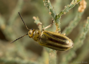 Diorhabda carinulata