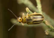 Diorhabda carinulata