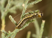 Diorhabda carinulata