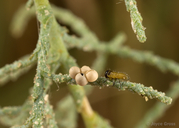 Diorhabda carinulata