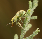 Coniatus splendidulus
