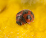 Rodolia cardinalis