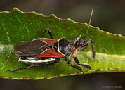 Apiomerus californicus