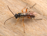 Diplazon laetatorius