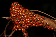 Hippodamia convergens